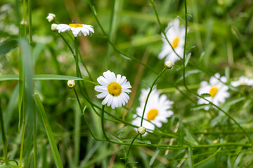 Wild daisies on a field on a summer day, health care flowers.