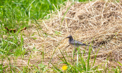 White wagtail, Motacilla flava. Early in the morning a young bird sits on the hay.