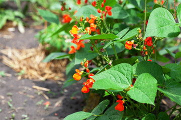 Flowering beans in the garden. Growing red beans