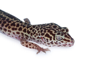 A small gecko in the terrarium on a white background.