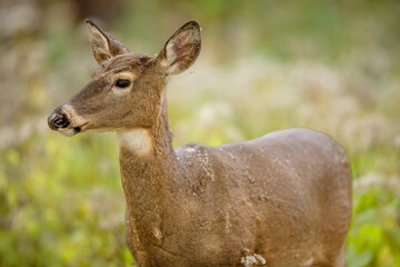 Deer looking into the distance, near Hartford, Wisconsin in autumn