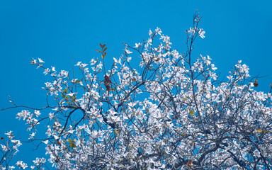 beautiful blossoms of white Bauhinia variegata (also known as white orchid tree) against background of serene blue sky. Photographed during spring season in Purulia, West Bengal.