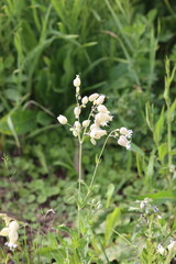 Flowers of bladder campion (Silene vulgaris) plant close-up in garden