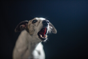 Jasny whippet chart angielski szczeka ma otwarty pysk w studio na czarnym tle 