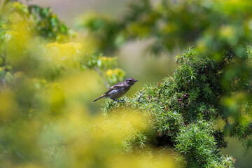 bird in green background