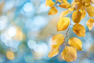 Autumn leaves with blue sky bokeh background. Close-up shot. Natural autumn background. Fall season concept. Sunny day with beautiful yellow foliage in the park. 