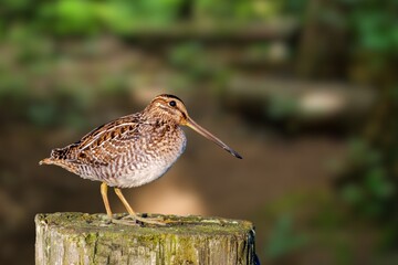 The nocturnal Amami Woodcock Scolopax mira endemic to the Ryukyu Islands, a globally vulnerable wader species, standing on the forest floor