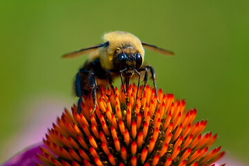 bee on a flower