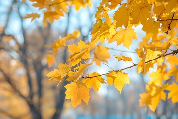 Yellow maple leaves on blurred background. Natural autumn background. Fall season concept. Sunny day with beautiful yellow foliage in the park. 