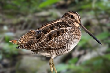 The nocturnal Amami Woodcock Scolopax mira endemic to the Ryukyu Islands, a globally vulnerable wader species, standing on the forest floor