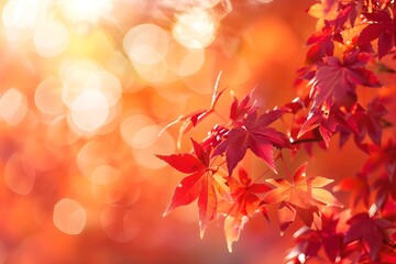Fototapeta premium Red maple leaves in sunlight on blurred background. Natural autumn background. Fall season concept. Sunny day with beautiful red foliage in the park. Banner with copy space