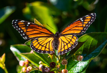 Monarch butterfly on flowering shrub