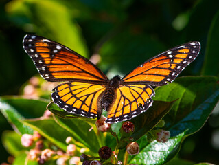 Monarch butterfly on flowering shrub