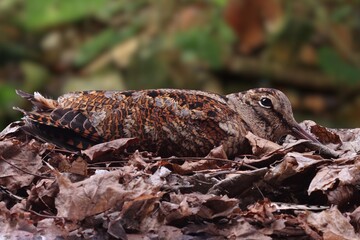 The nocturnal Amami Woodcock Scolopax mira endemic to the Ryukyu Islands, a globally vulnerable wader species, standing on the forest floor