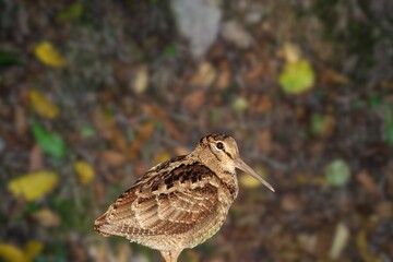 The nocturnal Amami Woodcock Scolopax mira endemic to the Ryukyu Islands, a globally vulnerable wader species, standing on the forest floor