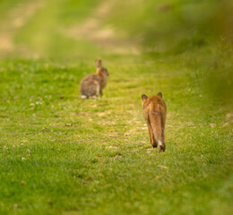 renard roux en action de chasse venant vers le lapin un soir d'été, jeune renard roux apprenant la chasse avec un lapin de garenne sauvage