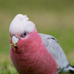 close up of a galah