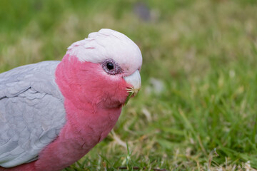 Portrait of a cockatoo galah 