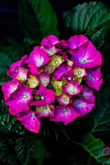 Es ist wieder soweit, die Bauernhortensien blühen wieder. Makroaufnahme lila gelb.