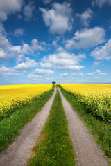 Two Canola fields and a lone tree in Bavaria, Germany