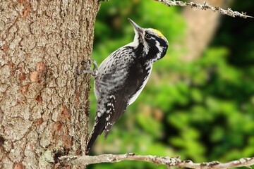 Eurasian three-toed woodpecker or Picoides tridactylus) male in the forest in winter in snowfall.Three toed woodpecker Picoides tridactylus on a tree looking for food, the best photo.