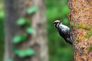 Eurasian three-toed woodpecker or Picoides tridactylus) male in the forest in winter in...