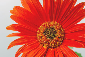 Red gerbera flower closeup against white.