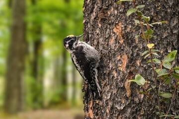 Eurasian three-toed woodpecker or Picoides tridactylus) male in the forest in winter in snowfall.Three toed woodpecker Picoides tridactylus on a tree looking for food, the best photo.