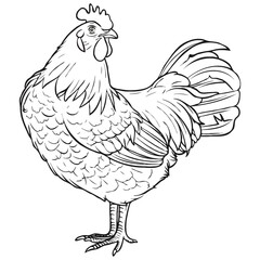 Chicken vector on a white background