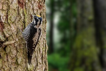 Eurasian three-toed woodpecker or Picoides tridactylus) male in the forest in winter in snowfall.Three toed woodpecker Picoides tridactylus on a tree looking for food, the best photo.