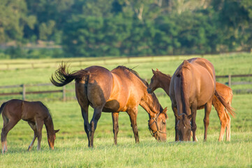 Group of Thoroughbred horse mares with foals graze green grass pastures of Ocala, Florida