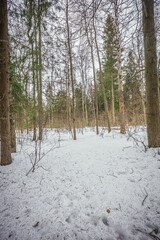the forest in early spring
