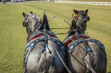 Brabant Draft Horse pair in tack pulling wagon.