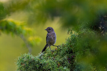 robin on a branch