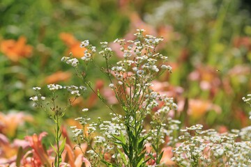 White daisies on a colored blurred background
