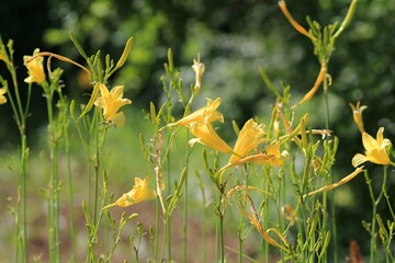 Yellow daylily flowers in the park on a blurred background