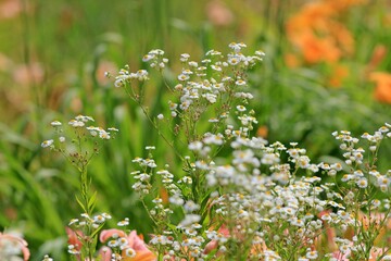 White daisies on a colored blurred background
