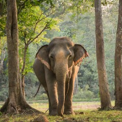Fototapeta premium Elephant