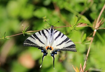 Butterfly Iphiclides podalirius in the park
