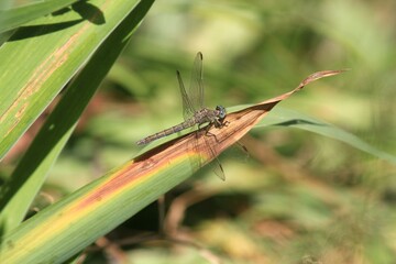 Fototapeta premium A dragonfly sits on a blade of grass in a park on a blurred background
