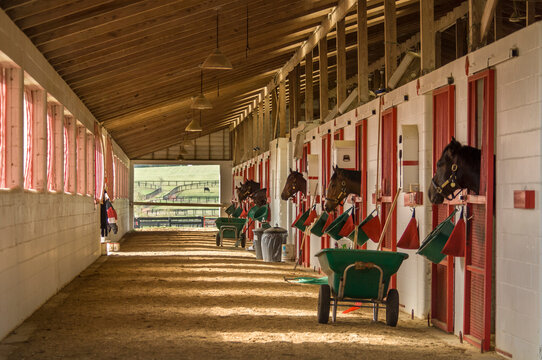 Horses in stalls awaiting feed at Thoroughbred horse training barn, Ocala, FL