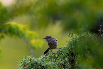 bird on a branch
