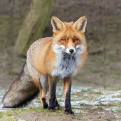 Fototapeta premium Fox