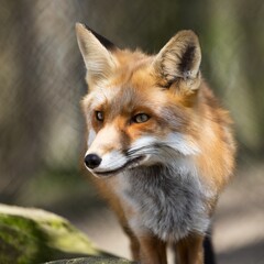 Fototapeta premium Red Fox