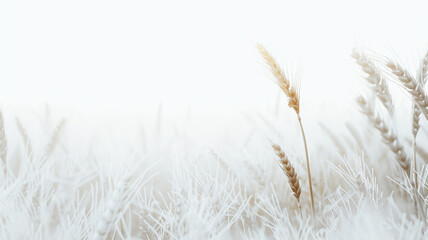 Closeup of wheat ears in a frosty morning, ideal for agriculture, nature, and winter themes.