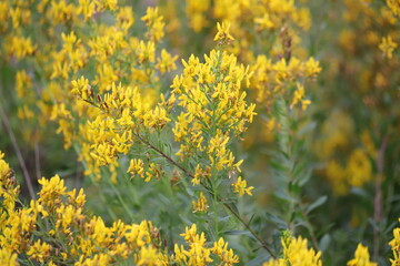 Fototapeta premium Genista tinctoria, wild plant. Yellow flowers dyer's greenweed, medicinal plant.