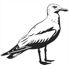 bird vector on a white background