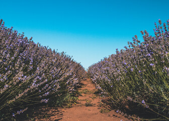 A cluster of lavender flowers in full bloom are a beautiful deep purple color. The flowers are a vibrant shade of purple and some are fully open, revealing tiny purple stamens and pistils inside.