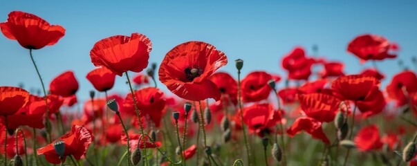 Fototapeta premium Field of red poppies under a clear blue sky, nature and tranquility concept
