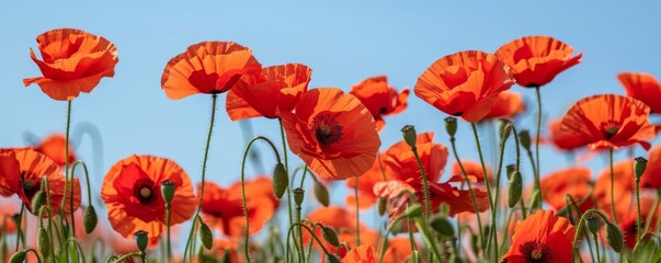 Field of vibrant red poppies under a clear blue sky